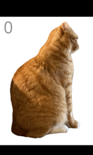 给猫梳毛模拟器最新版